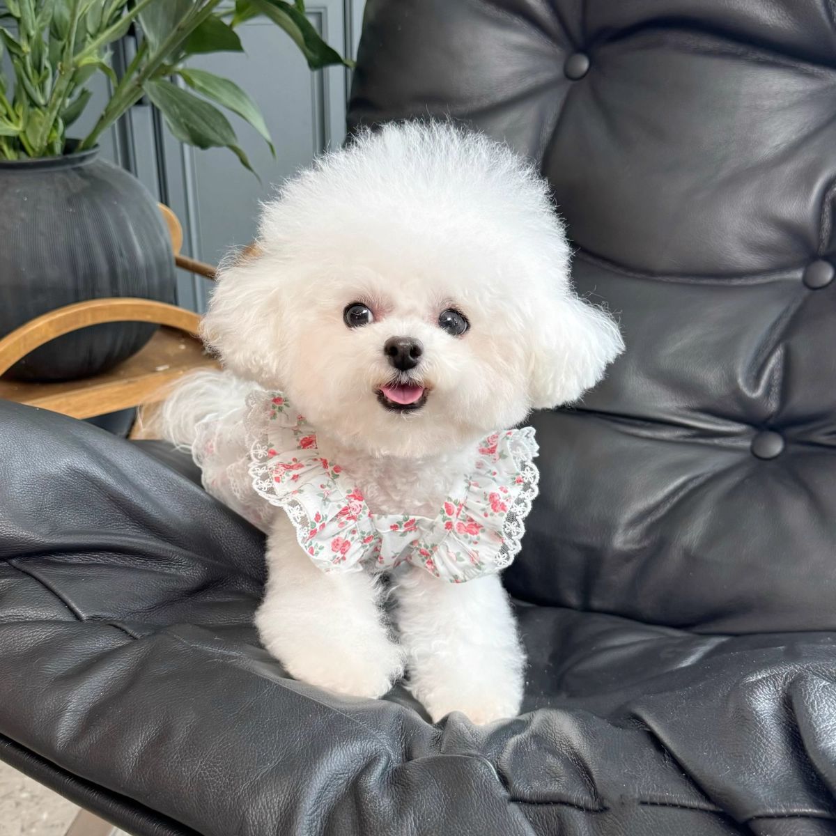 Floral Dog Dress with Lace Ruffles And Red Rose Pattern